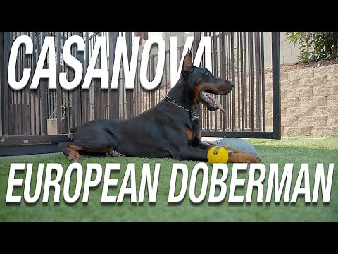 CASANOVA: EUROPEAN DOBERMAN STUD