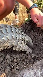 2.1M views · 81K reactions | Watch as a rehabilitated pangolin learns to forage in the wild ❤️  Claire Trickett  andBeyond Phinda Private Game Reserve, South Africa  | African Travel, Inc | Facebook