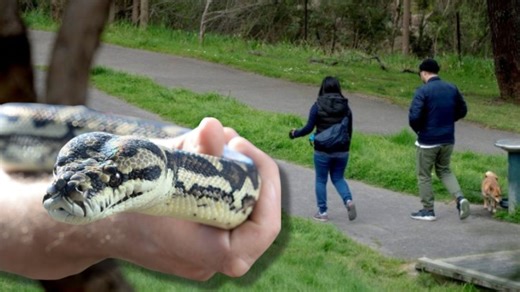 Snake season is here — these are the areas recording the most bites