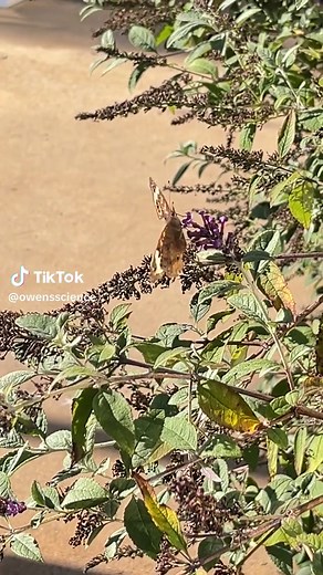 Gorgeous Common Buckeye butterfly! Junonia coenia is easy to identify because of its distinctive eyespots. #buckeyebutterfly #commonbuckeye #ncee #butterfly #butterflies🦋 #butterfliesofinstagram #pollinators #pollinatetheplanet #nature #naturalscience #naturalist #lepidoptera #entomology