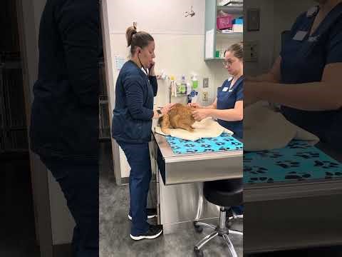 Penn Foster Externship 1 Skill 8 to assessment feline