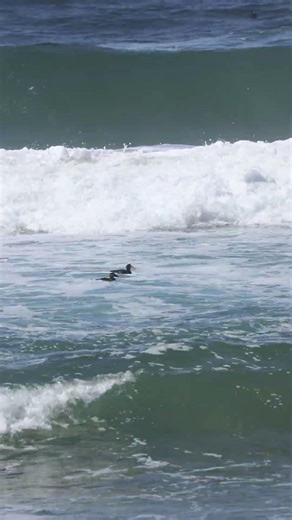 Surf Scoters (sea ducks) Enjoying Wave 2