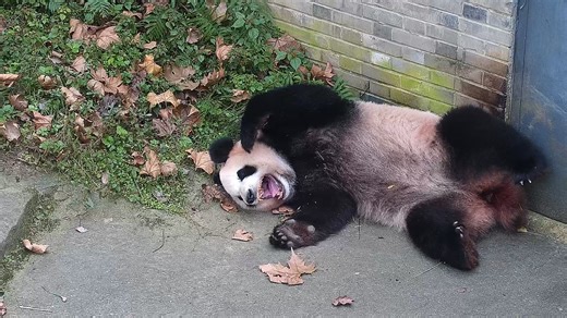 You got your fur coat all dirty and messy! Go clean it. (Shu Qin) #panda #cute #HiPanda #CCRCGP #PandaLife For more panda information, please check out: https://en.ipanda.com | iPanda