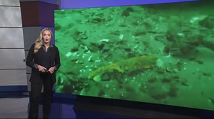 Cause of mystery disease that wiped out billions of Pacific sea stars now pinpointed