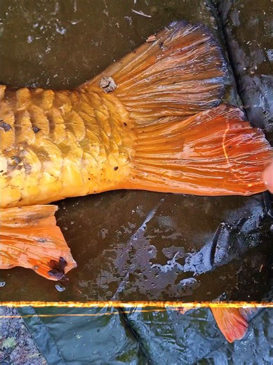 Carp Fishing in Cold Weather with Carp Crack