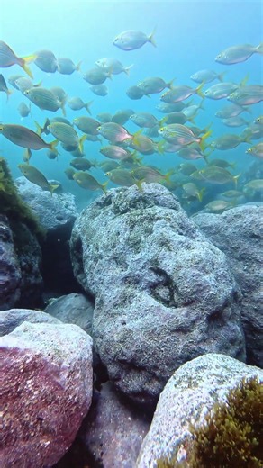 Turquoise Waters: Vibrant Coral Reefs & Sunlit Fish