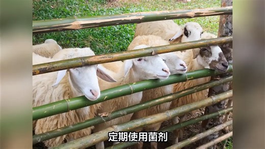 颠覆认知！三株微生物如何让养殖效益飙升？