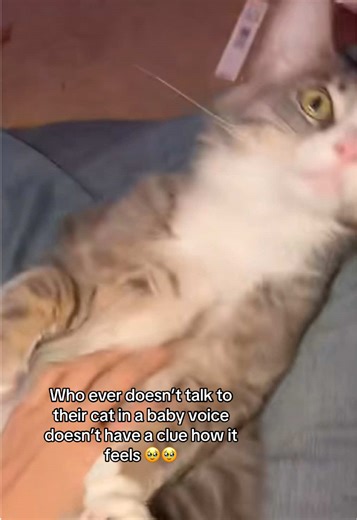 Princess Amelia (@princesswu_24)’s video of cat