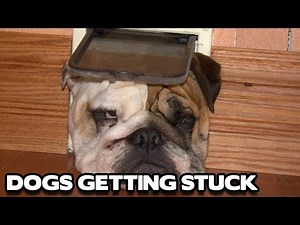 Dogs Getting Stuck Compilation! (BEST FUNNY ANIMAL COMPILATION)