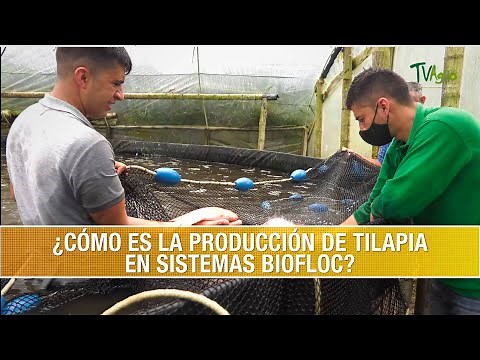 How is Tilapia Production in Biofloc Systems - TvAgro by Juan Gonzalo Angel Restrepo