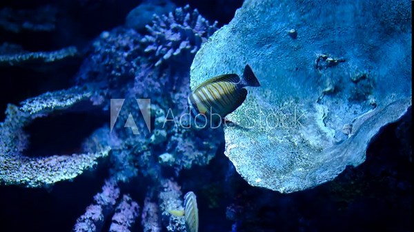 Zebrasoma desjardinii sailfin tang swimming underwater. Colorful sailfin tang fish in marine environment. Zebrasoma desjardinii close-up in tropical waters.