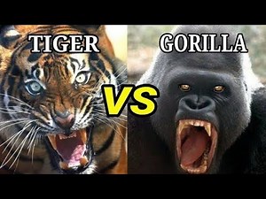 TIGER vs GORILLA - Who Would Win In A Battle?