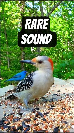 Rare Trilling "Churr" Call 📢 What is this Woodpecker saying?!