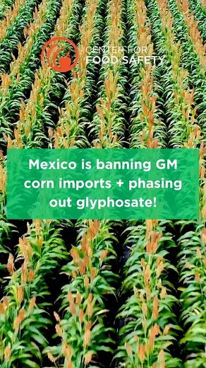 21 reactions · 15 shares | US forcing Mexico to accept GMO corn ...