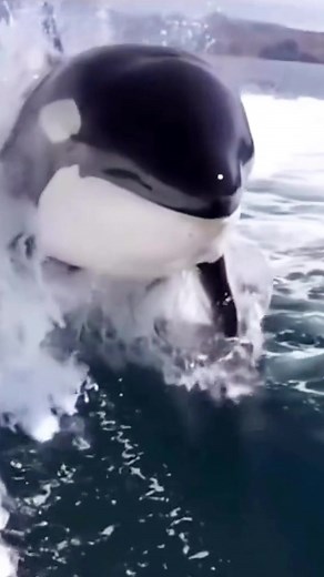 The Incredible Orca: Nature's Apex Predator in Action