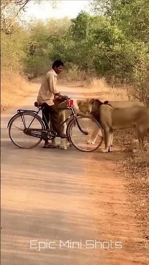 Cyclist Surrounded by 3 Lions on Jungle Road