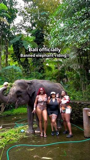 Love and live for our Big fellow!! The focus is now on ethical tourism, allowing visitors to watch, bathe, or feed elephants in a, more natural setting rather than riding them. The directive is The ban is based on Circular No. 6 of 2025 issued by the Forestry Ministry’s Directorate General of Natural Resources and Ecosystem Conservation. As like Bali zoo and Mason elephant sanctuary follow the rule immediately. Yes it could be a very good news for the tourism. #elephant #bali #balitrip #balitour