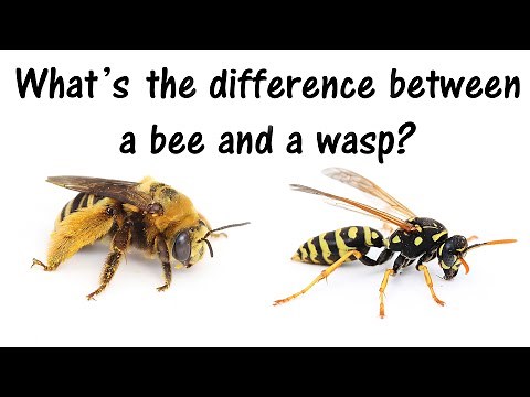 What's the difference between wasps and bees?