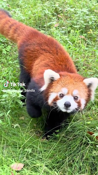 cute redpanda (@cutelesser_panda)’s videos with 原聲 - cute redpanda
