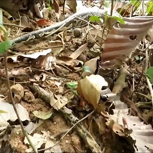 How to trap python with baby duck | SAGITÁSTICOS