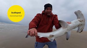 4.1K views · 143 reactions | We found this live Scalloped Hammerhead Shark thrashing around the swash zone on the beach. With a little effort, we released it back into the Gulf of Mexico for a second chance. Watch this episode of #beachcombing to read some facts about this amazing shark species. | Mission-Aransas Reserve | Facebook