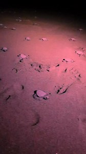 6.8K views · 470 reactions | #SeaTurtle hatchlings chase the full...