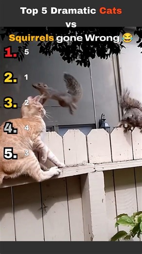 Top 5 Dramatic Cats vs Squirrels gone wrong 😆