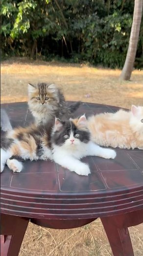 Quality kittens for sale | Persian cats for life | Persian Cat | Persian cats for sale | kittens