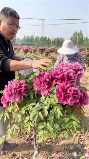 Pruning First-Year Peony Flowers For Better Roots #farmingtech
