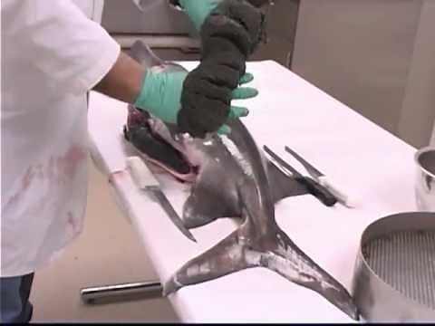 Paddlefish Caviar Processing