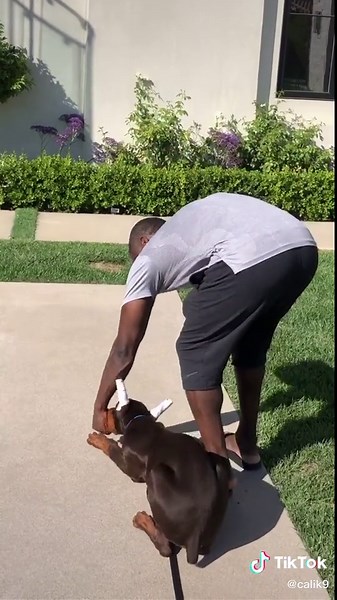 Our friend & client @imkevinhart with Rosco! #fyp #fypage #foryou #dog #dogtraining #petlover #dogsoftiktok #doberman #training #neverfitin