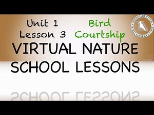 Bird Courtship Behavior
