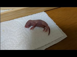 ピンクマウス(ハツカネズミの赤ちゃん)の死戦期呼吸