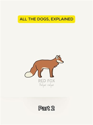 ALL THE DOGS, EXPLAINED-P2#fyp #foryoupage | dog