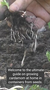 7.8K views · 184 reactions | Easily guide to grow Cardamom at home in containers | Gardening Secrets | Facebook