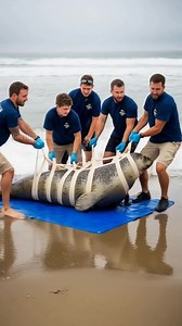 1.4M views · 22K reactions | Leech Infested Seal Gets Rescued Just In Time! #rescue #animals | Vu Bros | Facebook