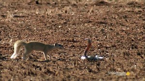 27K views · 122 reactions | MANGOSTAS VS. COBRAS Mangostas y serpientes son los oponentes más letales. Cuando se enfrentan, el resultado es totalmente impredecible. Tomado de la serie "Speed kills", producida por Smithsonian Channel. Mongooses and snakes are each other's deadliest opponents. When they face off, the outcome is utterly unpredictable. | Grandes Documentales | Facebook