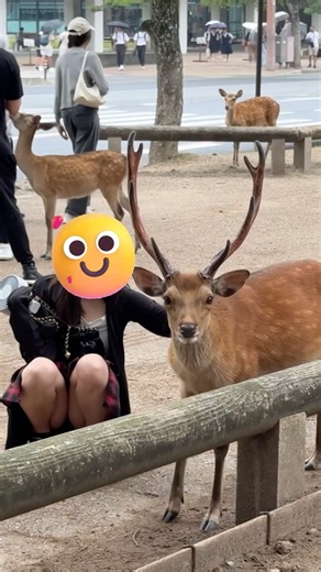 Very Polite Deer 🦌 | Japan’s Most Adorable Animals | Nara Deer Park in Japan