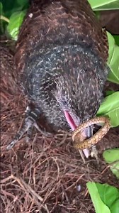 Birds of prey eating snakes #animals #birds #shortvideo #nest #snake #nature