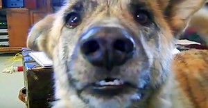 Some Argue That This Is The Best Dog Video Ever Made