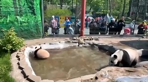 The Moscow Zoo is home to 🐼Katyusha, the first #panda cub born in Russia. Her parents are Ding Ding and Ru Yi, who arrived there in 2019. Let's take a look at Katyusha enjoying an outdoor bath with her mom Ding Ding. | CGTN Global Watch
