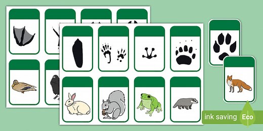 Animal Footprint Matching Activity
