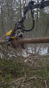120K views · 953 reactions | Logging  Sprucing up the woods part 5000 #forestmanagement #oddlysatisfying #LOGGERMACK | Logger Mack | Facebook