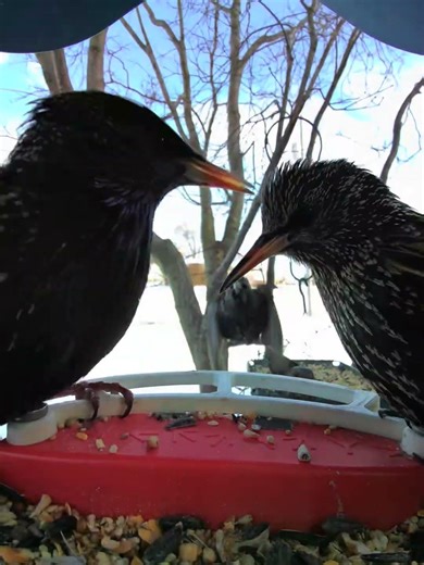 multiplying starlings #birds #birdsong #bird #wildlife #birdspecies #starlingbird