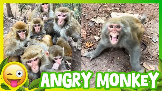 Angry Monkey Face! 🐵😠 | Funny, Dramatic & Relatable Moments