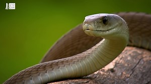 Obávaná mamba usmrtí člověka do 20 minut. Podívejte se, co přesně se děje po kousnutí → bit.ly/mamba_kousnutí Nejjedovatější zvířata světa najdete na webu Prima ZOOM | Prima ZOOM