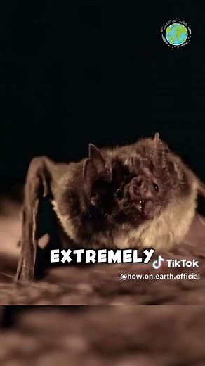 Vampire bats are the only animals that feed solely on blood. But they have a strangely kind way of doing it, unlike ticks or mosquitoes. #animalfacts #nature #interestingfacts