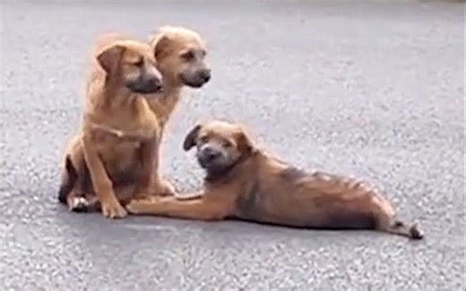 “它们也有自己要保护的朋友！”