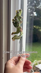 4.4K views · 16 reactions | I gave string propagation a good go. And yes, it works if you keep it in a well lit spot and remember to mist it frequently. But, for me…. Soil propagation in a prop box with a grow light is just  What’s your favorite way to propagate?? #plants #houseplants #succulents #propagation #plantmom | Curlyplantmom | Facebook