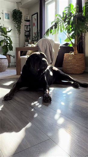 Meet Bear: The Ultimate Best Friend and Protector